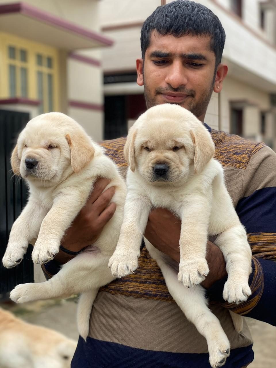 New owner holding two Labrador puppies